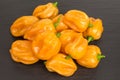 Chili pepper habaneros